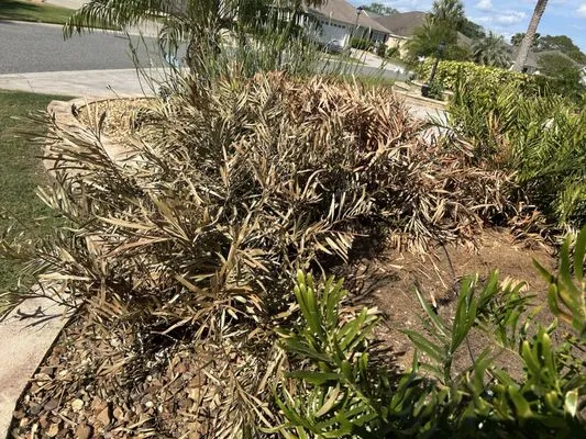 Martinez Landscaping And Tree Service