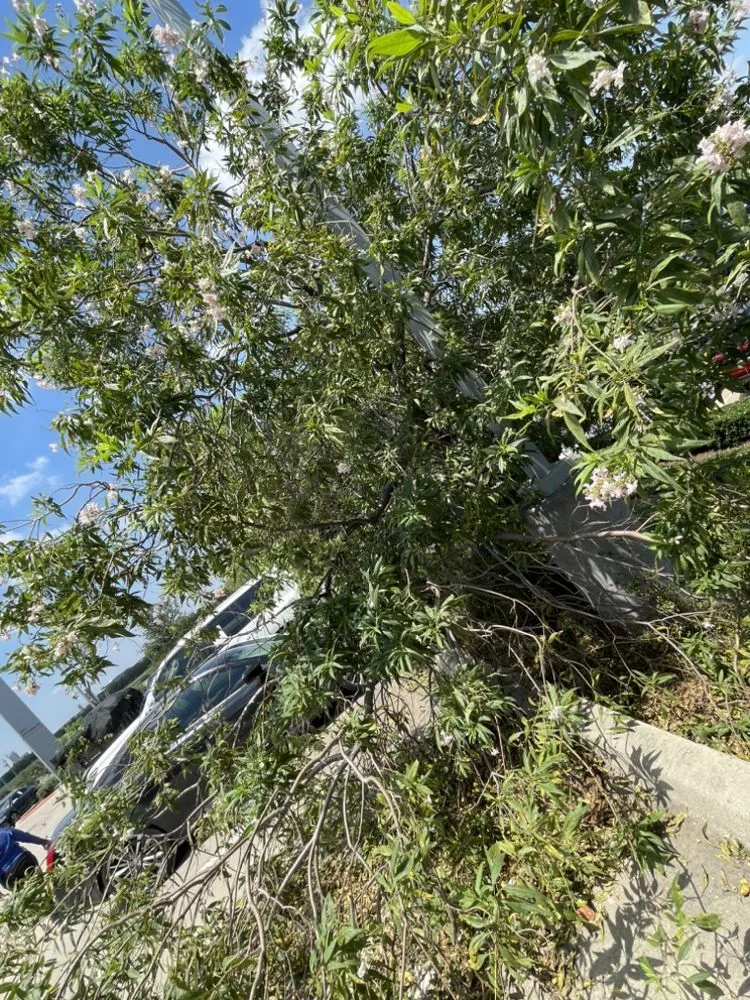 Local residential landscaping in Mesquite, TX by Martinez Landscaping and Tree Service