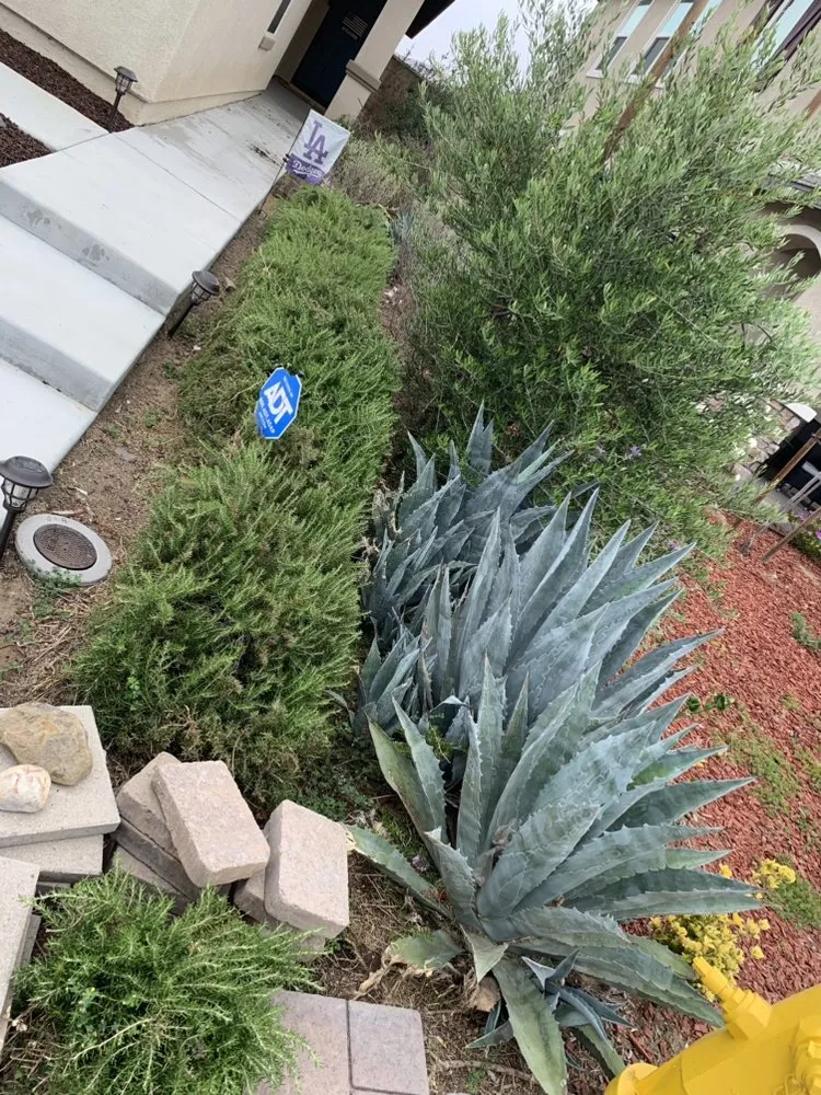 Affordable landscaping services experts serving Menifee, CA - Martinez Landscaping