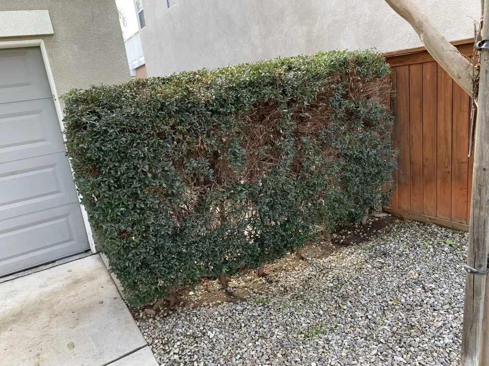 Top-rated yard maintenance in Menifee, CA by Martinez Landscaping