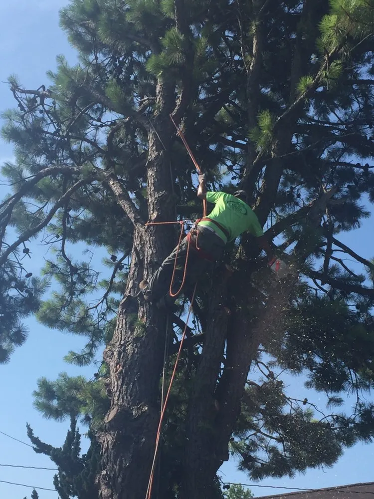 Affordable landscape installation in New Castle, DE by Martinez Landscaping