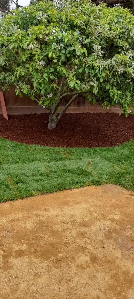 Local lawn care service for outdoor upgrades in Newark, CA by Martinez Landscaping