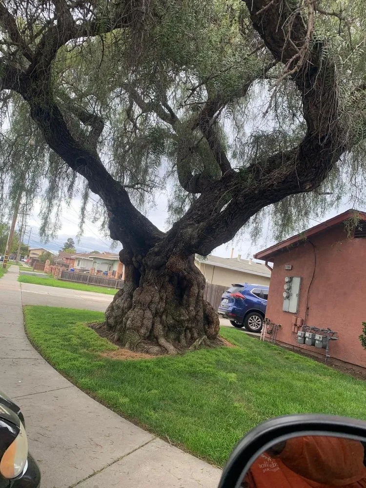 Top-rated landscape design in Newark, CA - Martinez Landscaping