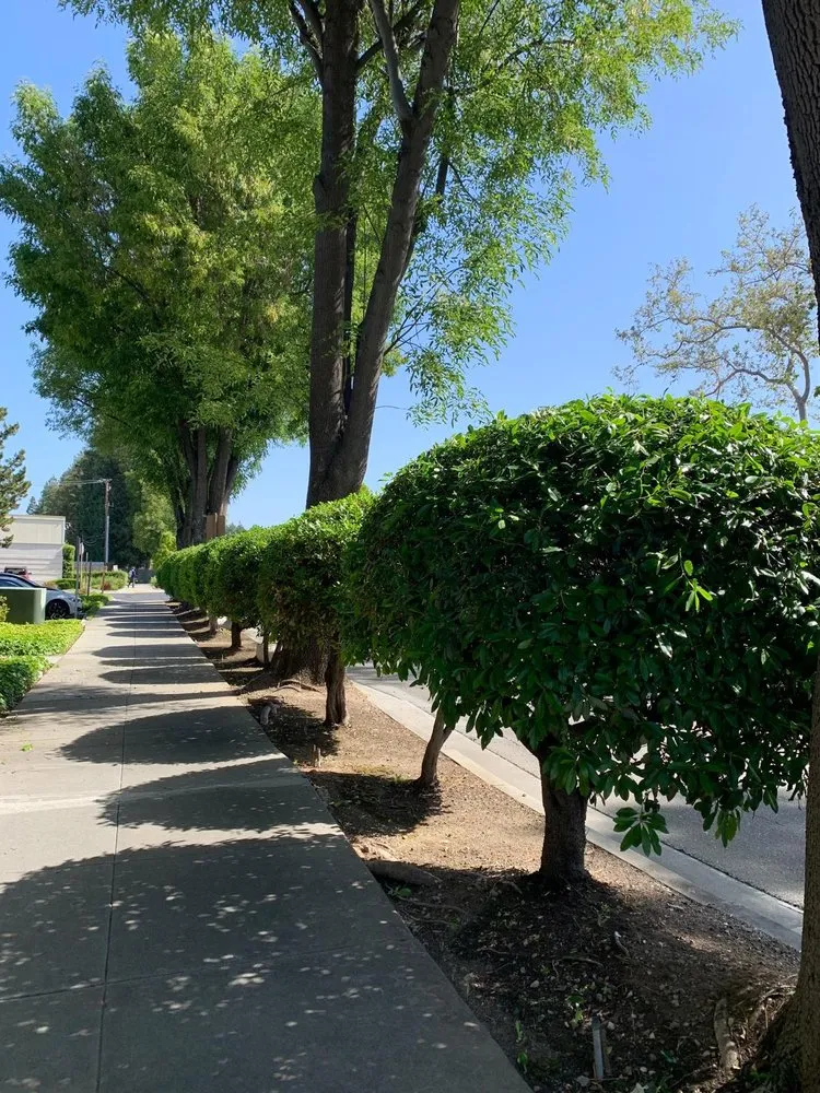 Expert lawn care service for beautiful yards across Newark, CA - Martinez Landscaping