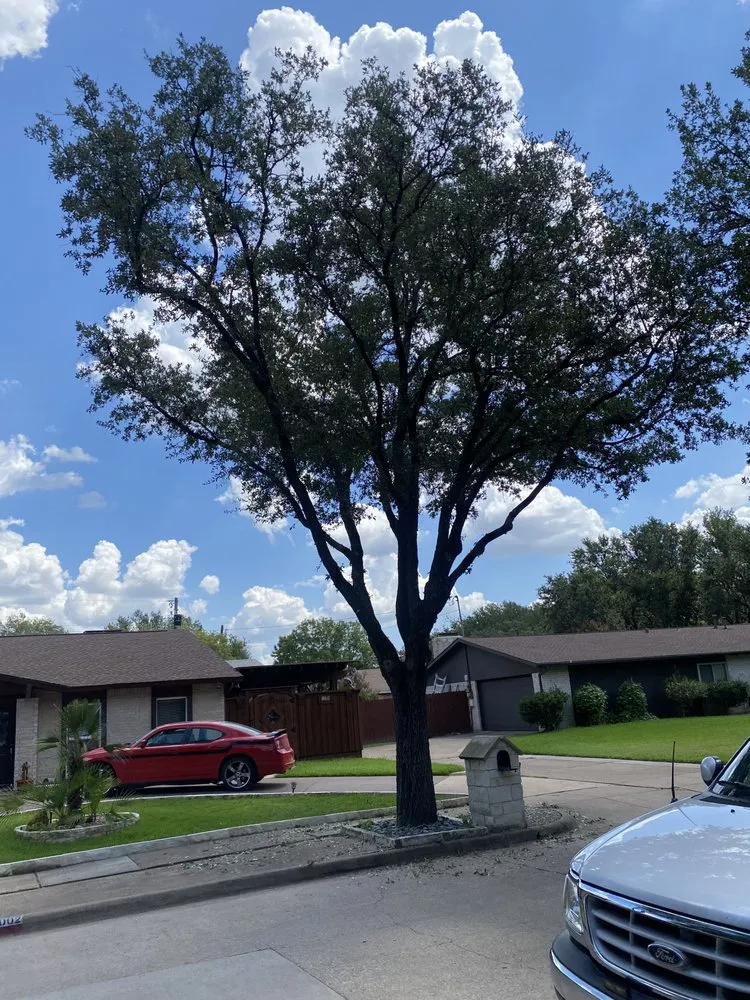 Local lawn mowing service in Plano, TX by Martinez Landscaping