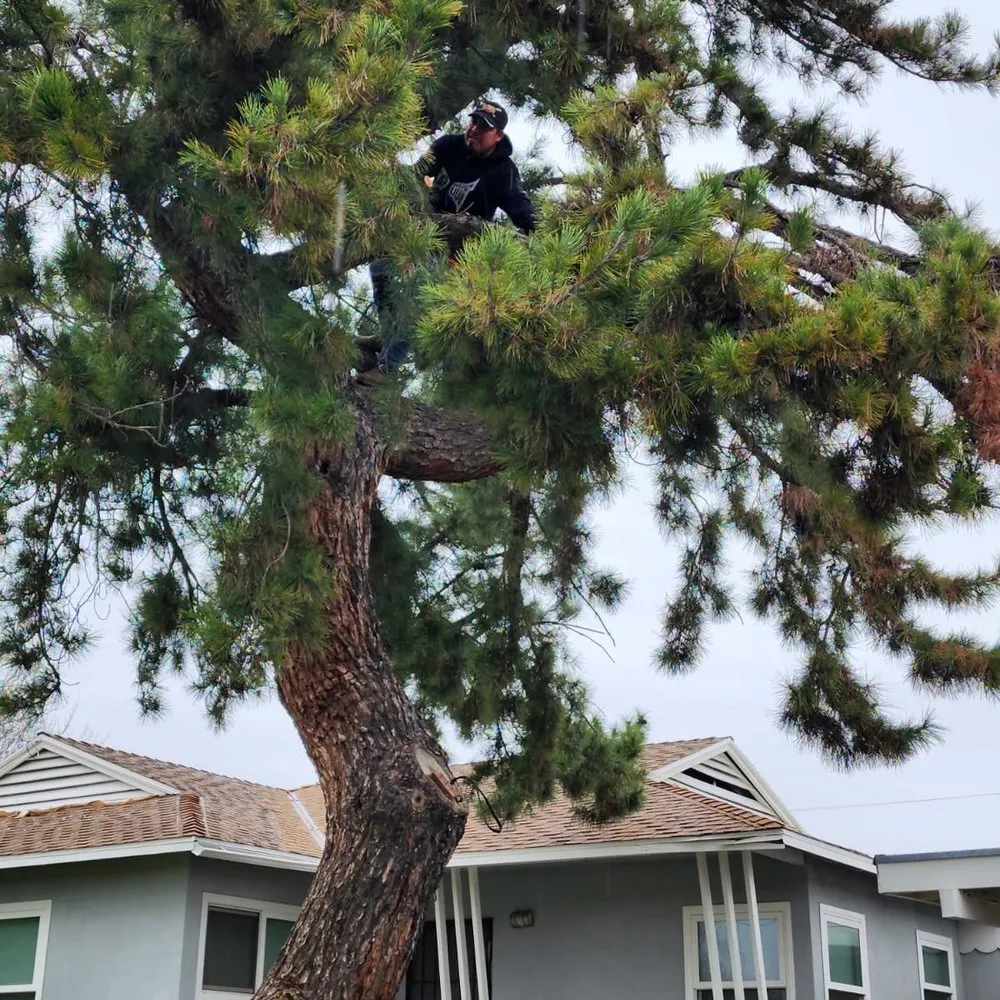 Top-rated landscape installation in Redlands, CA - Martinez Landscaping