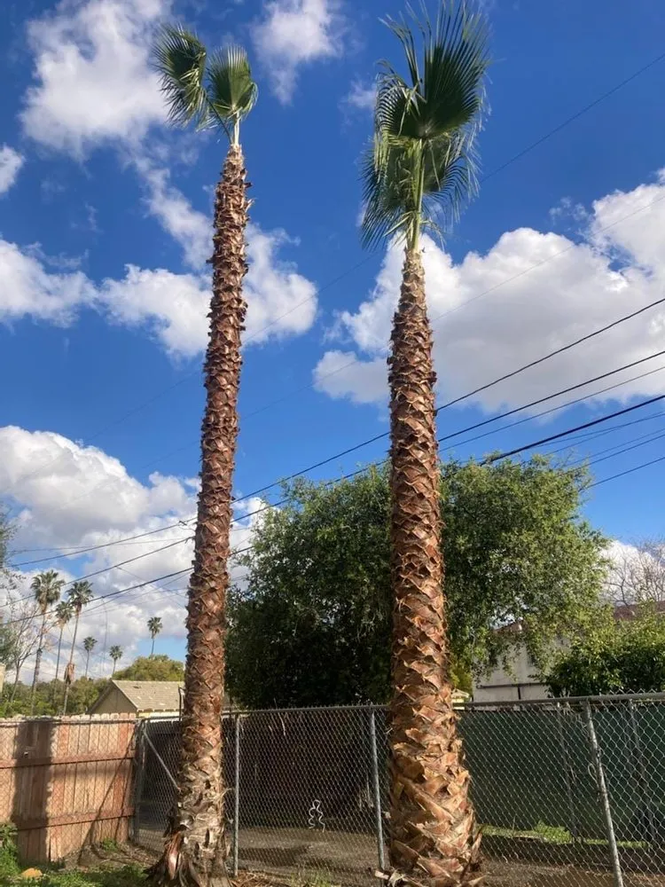 Trusted residential landscaping for residential properties across Redlands, CA - Martinez Landscaping