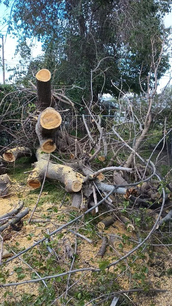 Trusted yard cleanup service in Redlands, CA - Martinez Landscaping