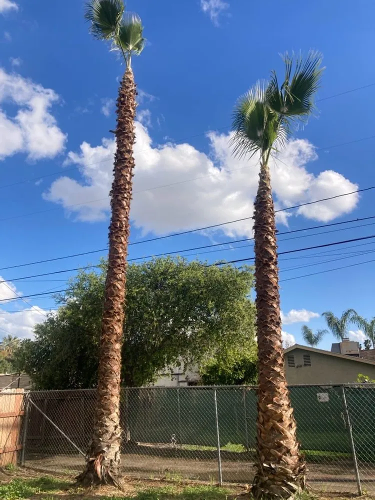 Expert yard maintenance for homes in Redlands, CA by Martinez Landscaping