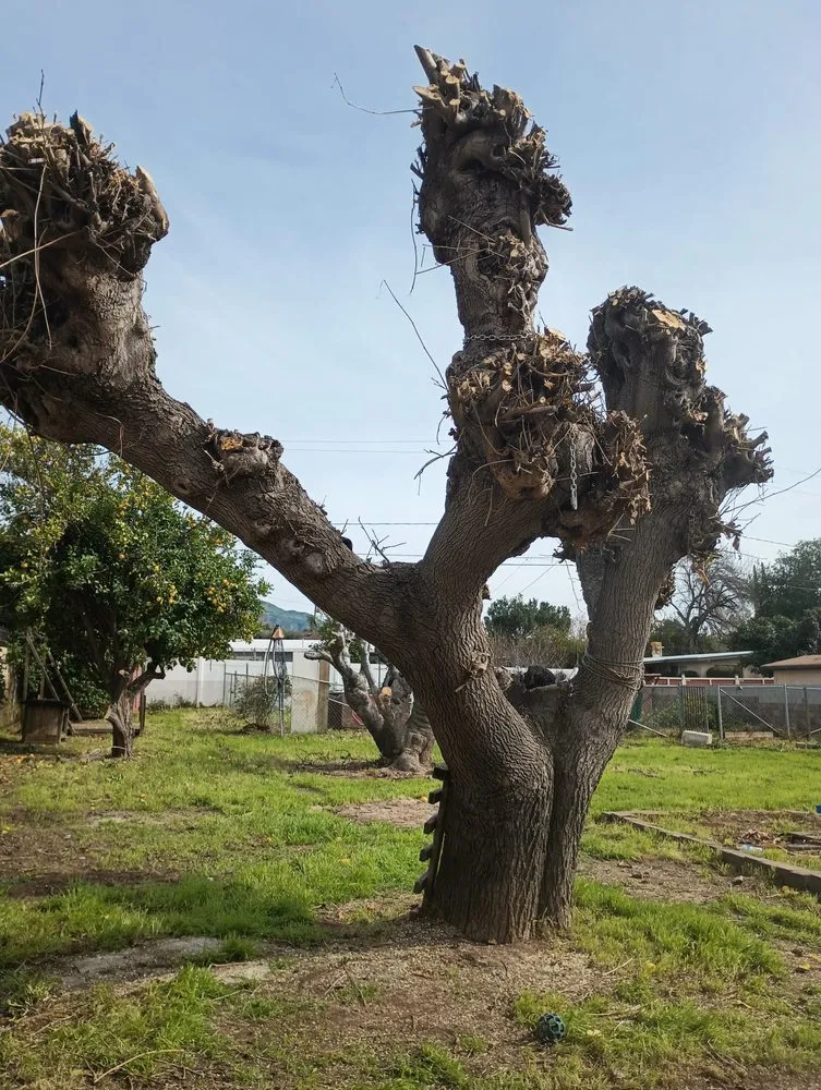 Top-rated lawn mowing service in Redlands, CA - Martinez Landscaping