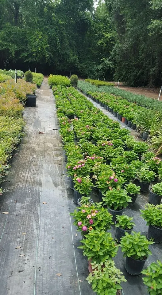 Custom yard maintenance in Albany, GA by Martinez Landscaping Services