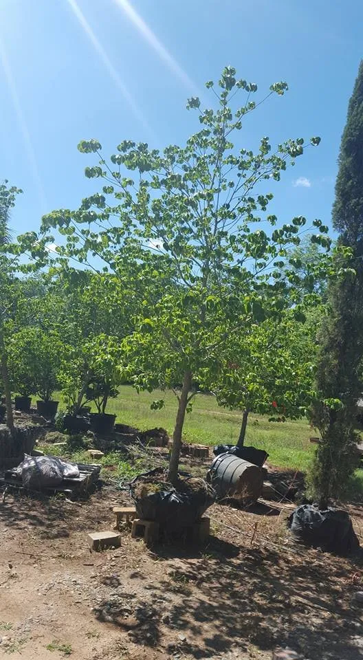 Trusted lawn care service in Albany, GA by Martinez Landscaping Services