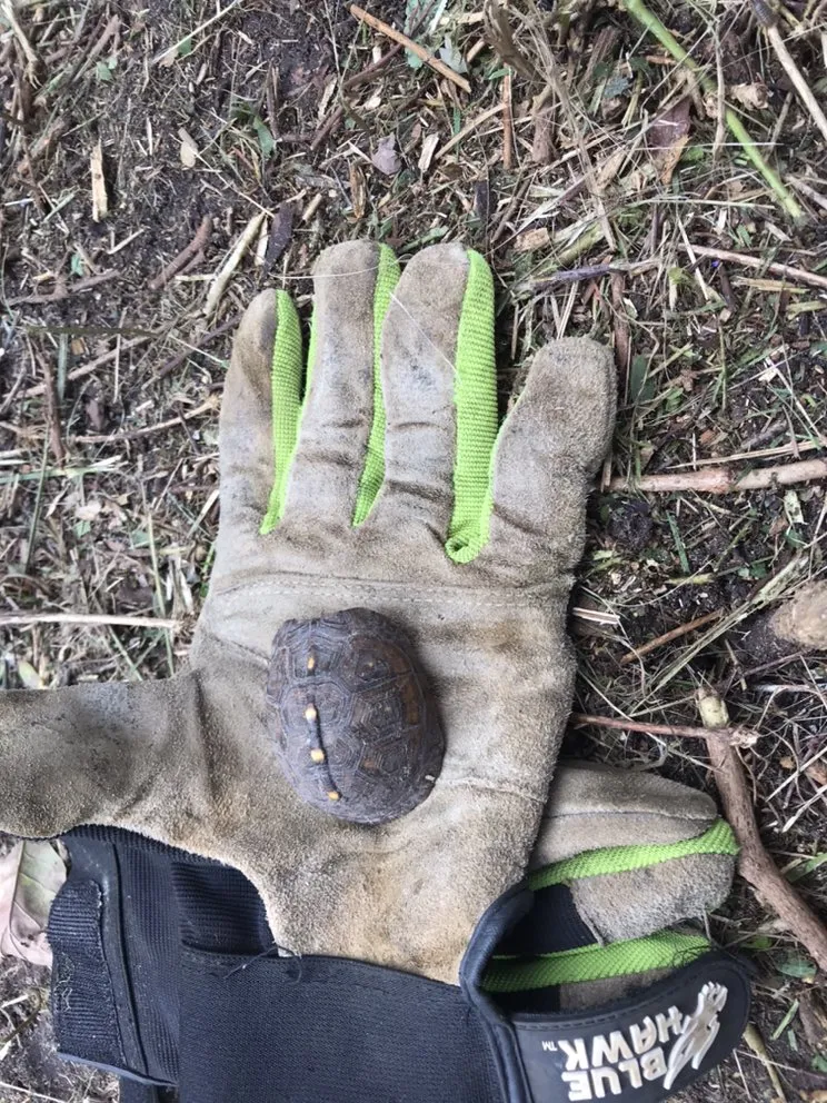 Local landscaping services for outdoor upgrades across Summerville, SC - Martinez Landscaping