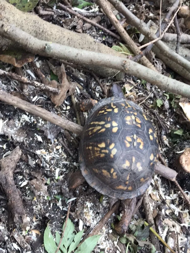 Custom landscape design experts serving Summerville, SC - Martinez Landscaping