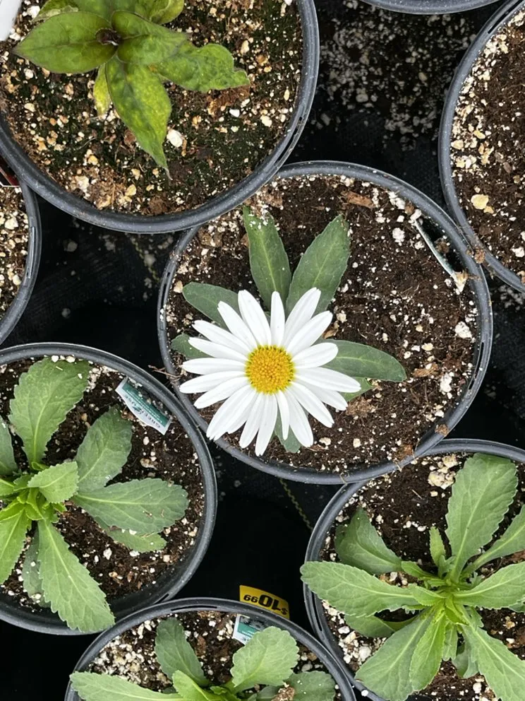 Custom lawn care service experts serving Watertown, WI - Martinez Landscaping