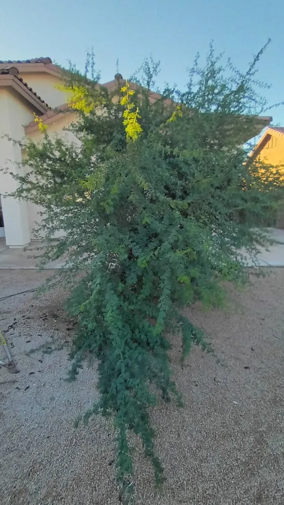 Top-rated landscape design near you in Yuma, AZ by Martinez Landscaping