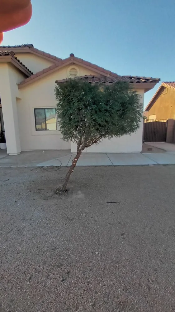 Affordable outdoor landscaping in Yuma, AZ by Martinez Landscaping