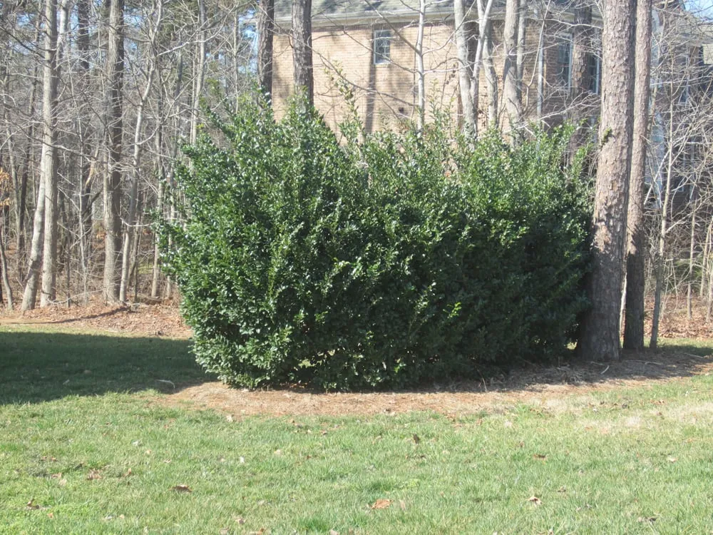 Trusted garden landscaping for homes in Smithfield, NC by Martinez Lawn & Landscaping