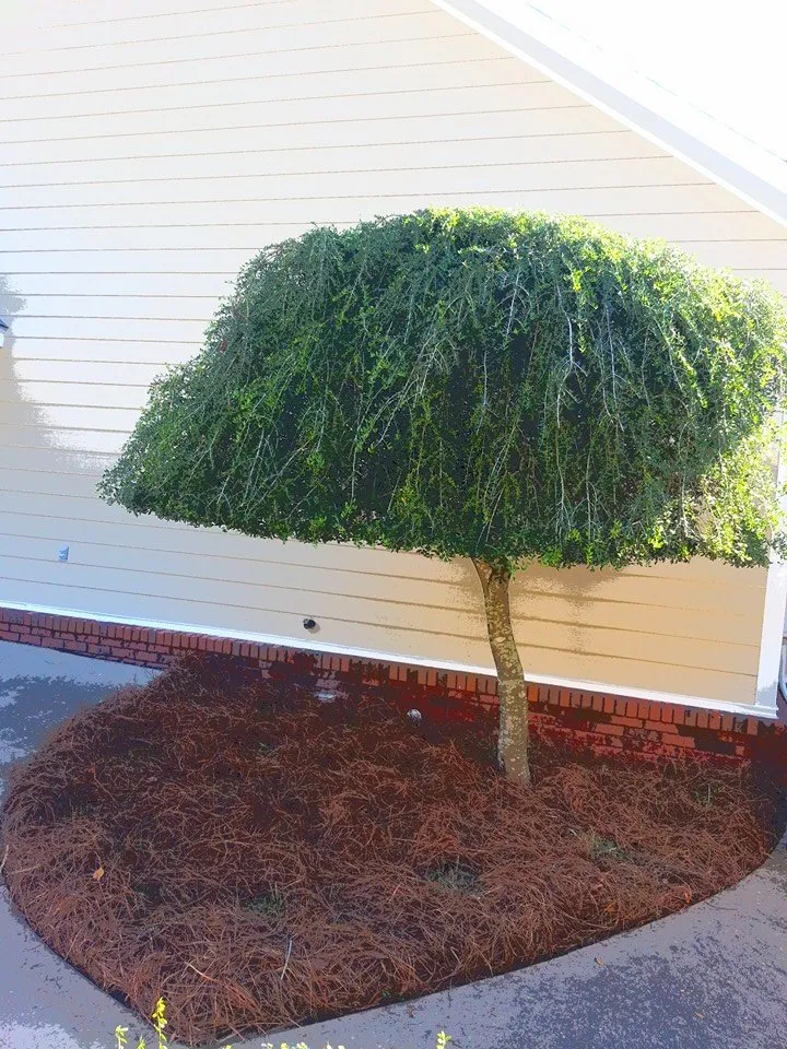 Trusted garden landscaping for year-round maintenance across New Brockton, AL - Martinez Lawn Care