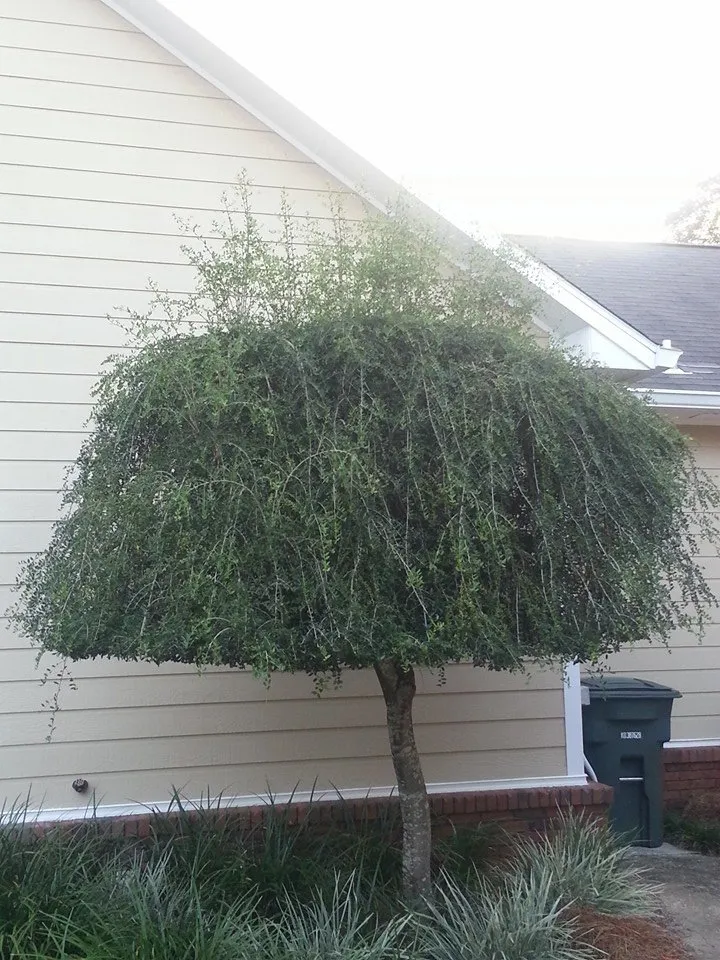 Reliable lawn care service in New Brockton, AL by Martinez Lawn Care