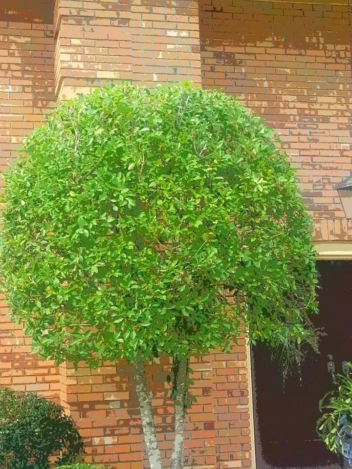 Professional yard cleanup service in New Brockton, AL - Martinez Lawn Care