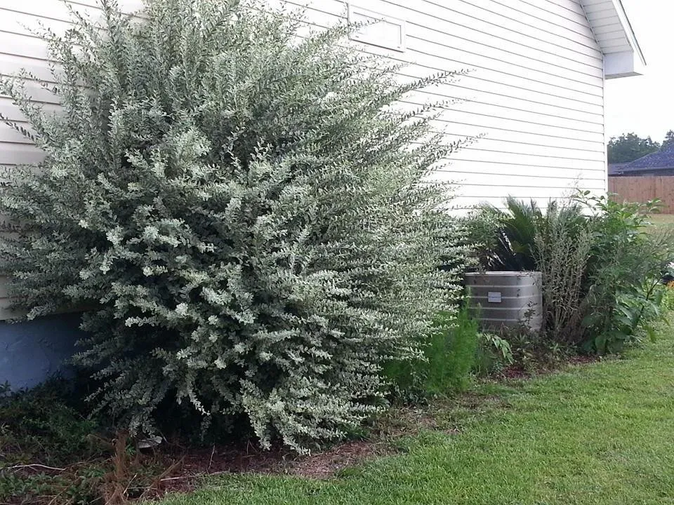 Expert landscape design for year-round maintenance across New Brockton, AL - Martinez Lawn Care