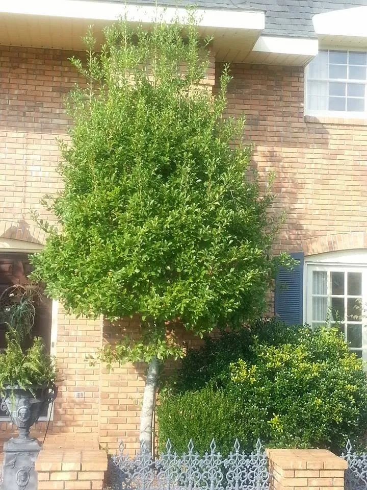 Trusted landscaping services for year-round maintenance in New Brockton, AL by Martinez Lawn Care