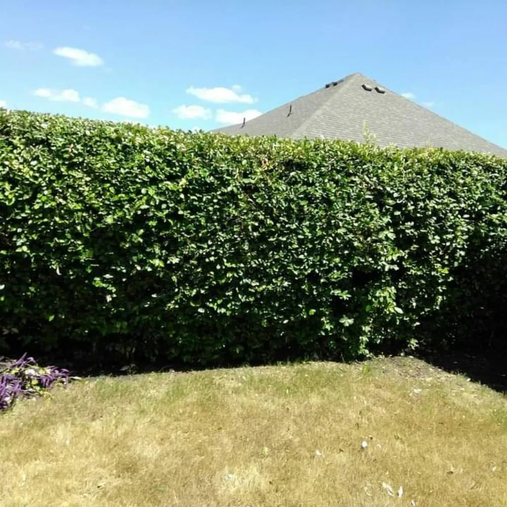 Top-rated lawn care service experts serving Waxahachie, TX - Martinez Lawn Care