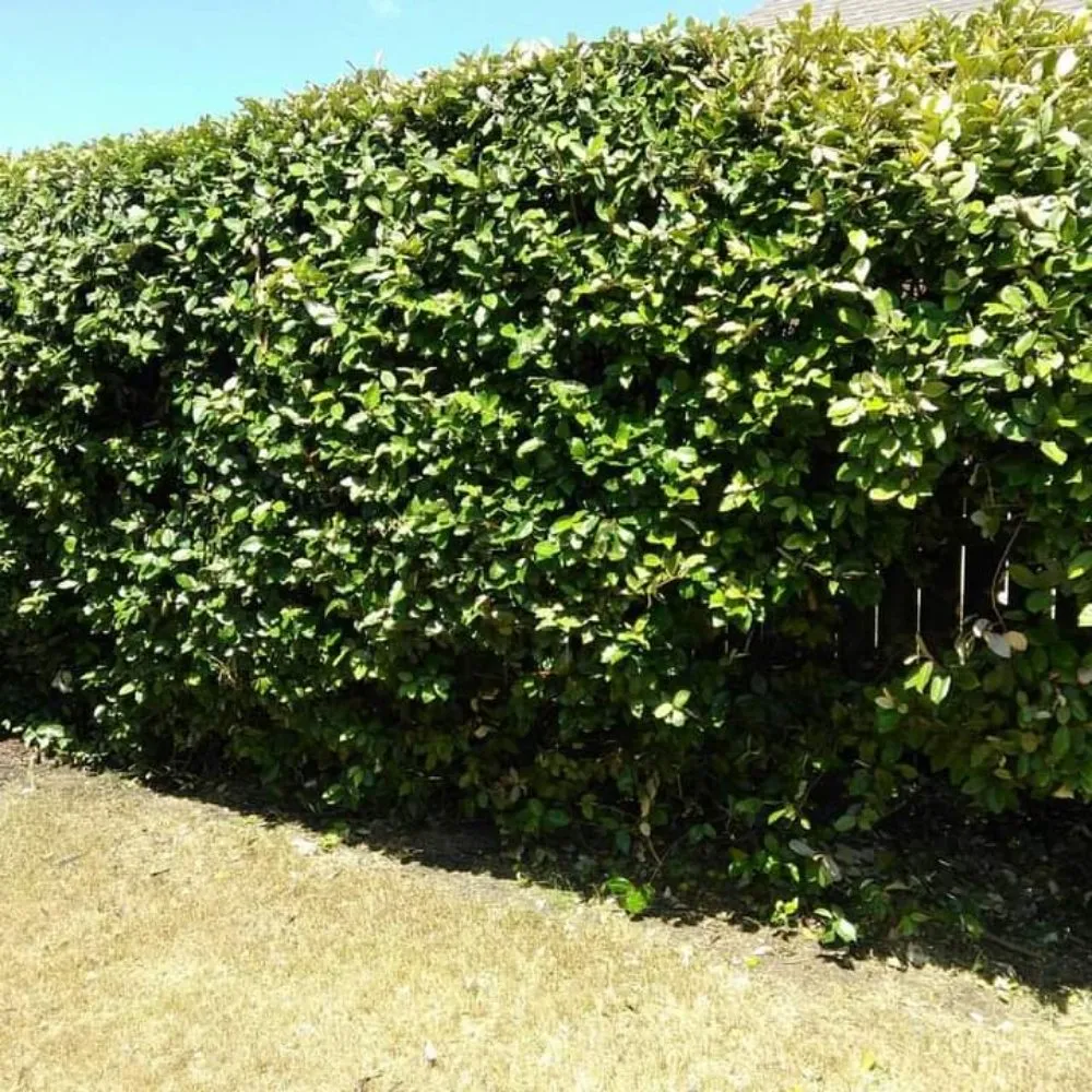 Top-rated landscape design in Waxahachie, TX by Martinez Lawn Care