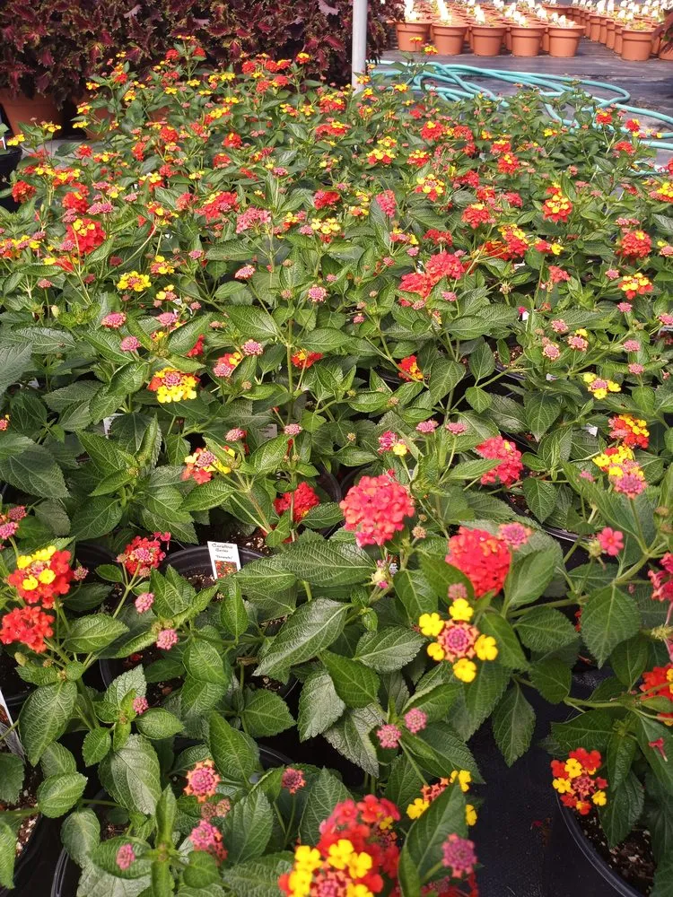 Local yard maintenance for homes across Waxahachie, TX - Martinez Lawn Care