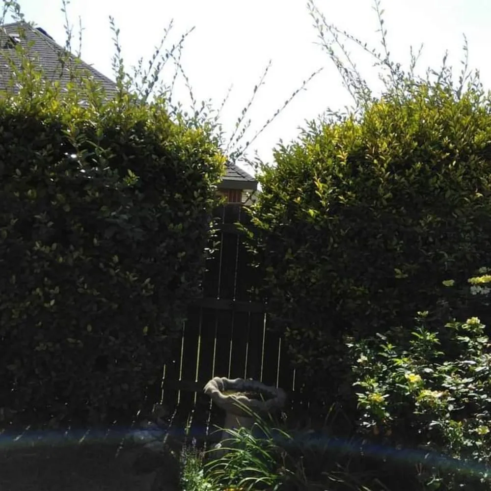 Local yard maintenance in Waxahachie, TX - Martinez Lawn Care