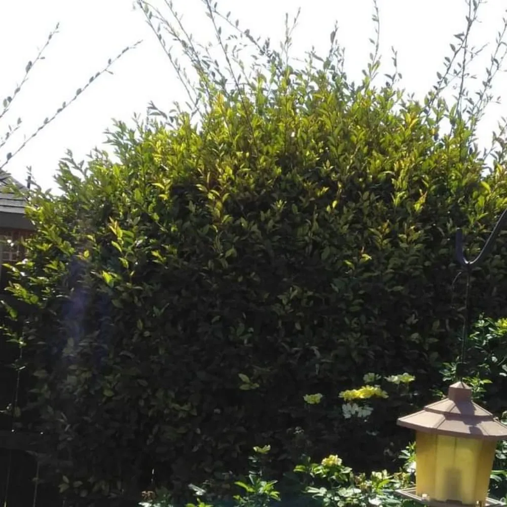 Local lawn care service for residential properties in Waxahachie, TX by Martinez Lawn Care