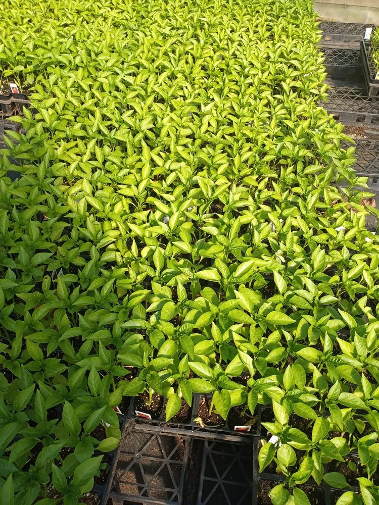 Expert residential landscaping in Waxahachie, TX by Martinez Lawn Care