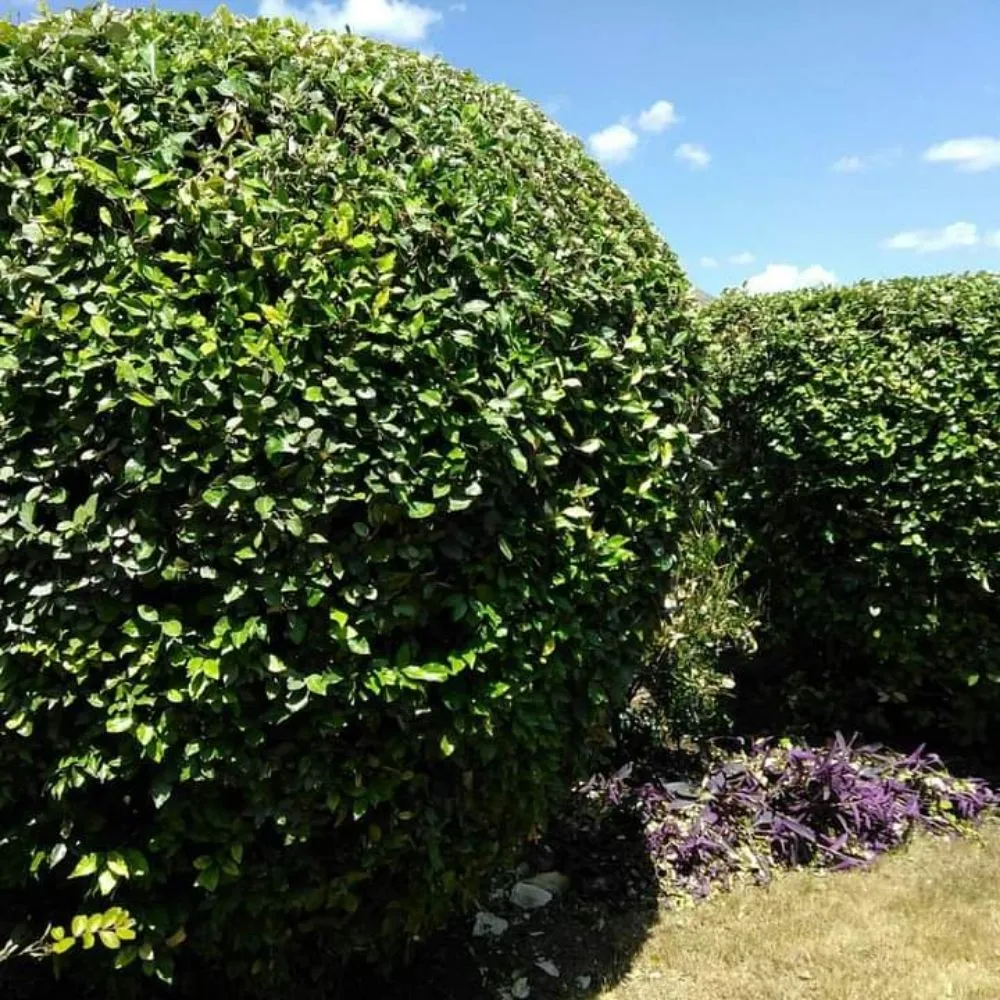 Reliable landscape design for beautiful yards across Waxahachie, TX - Martinez Lawn Care