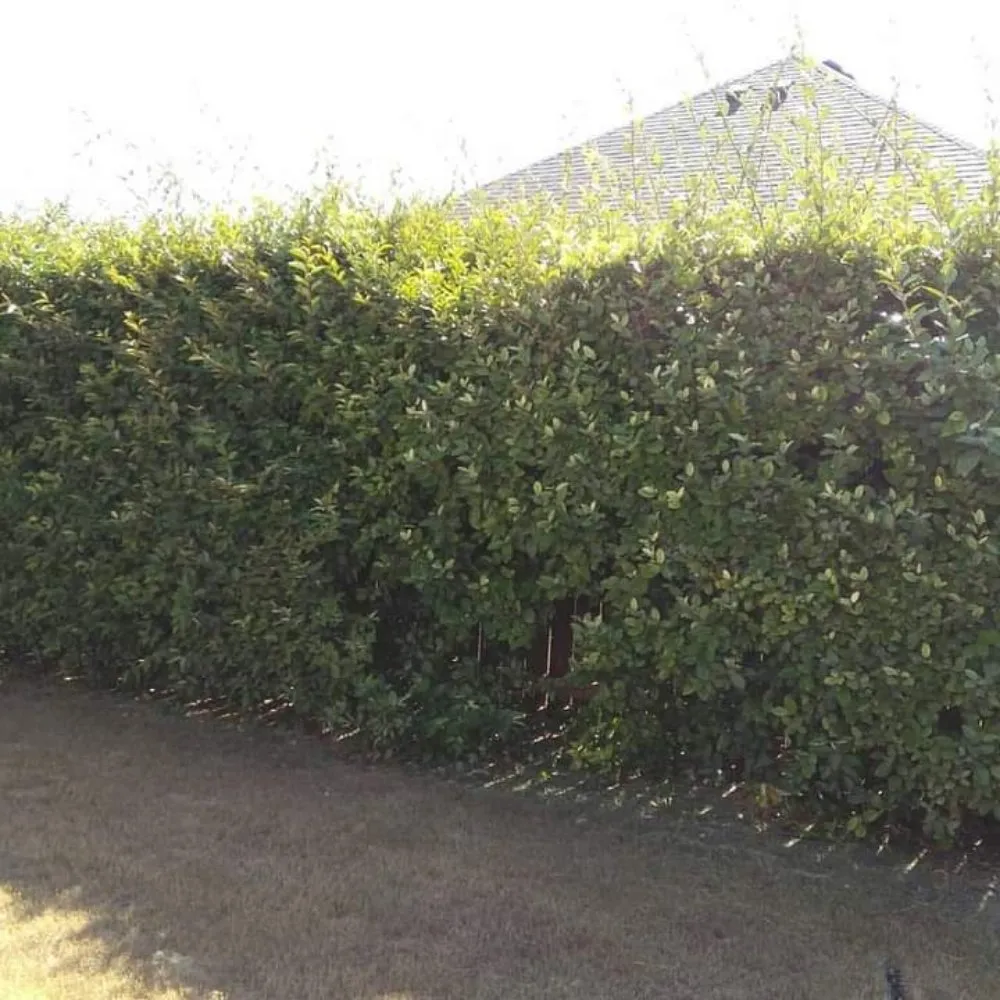 Professional outdoor landscaping experts serving Waxahachie, TX - Martinez Lawn Care