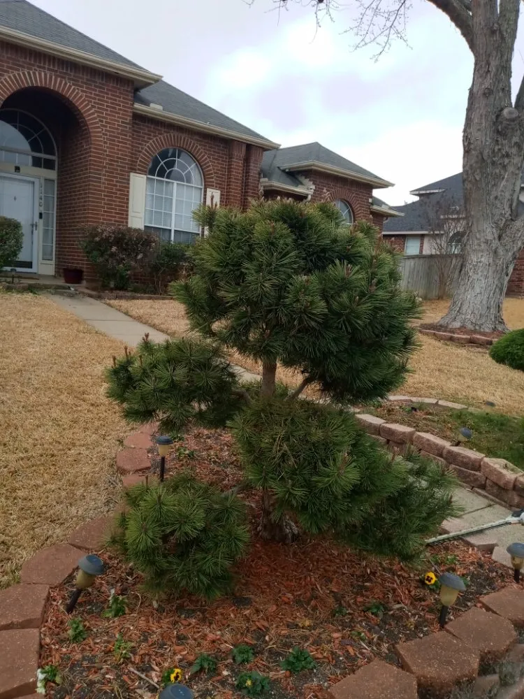 Trusted lawn care service in Waxahachie, TX - Martinez Lawn Care