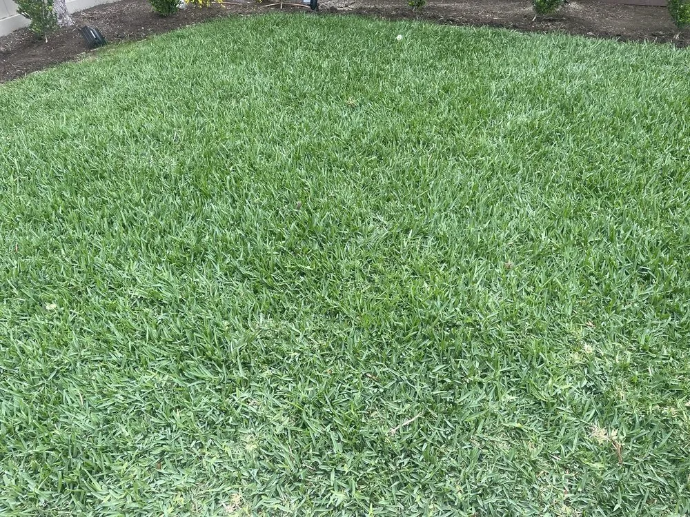 Professional yard maintenance in Corona, CA by Martinez Lawn Service