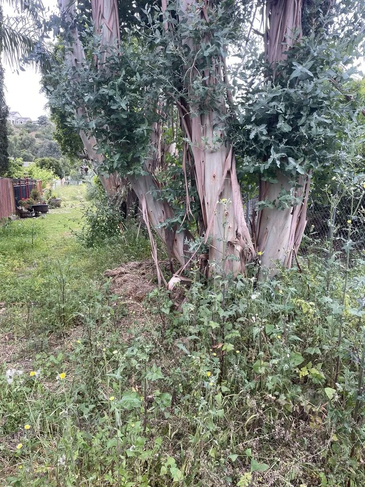 Expert landscape installation in Corona, CA - Martinez Lawn Service