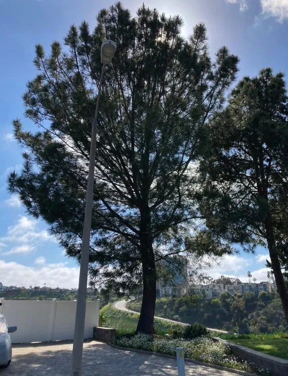 Affordable residential landscaping for homes in Las Cruces, NM by Martinez Maintenance And Landscaping