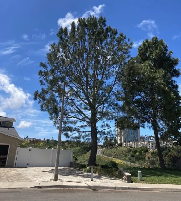 Affordable lawn care service experts serving Las Cruces, NM - Martinez Maintenance And Landscaping