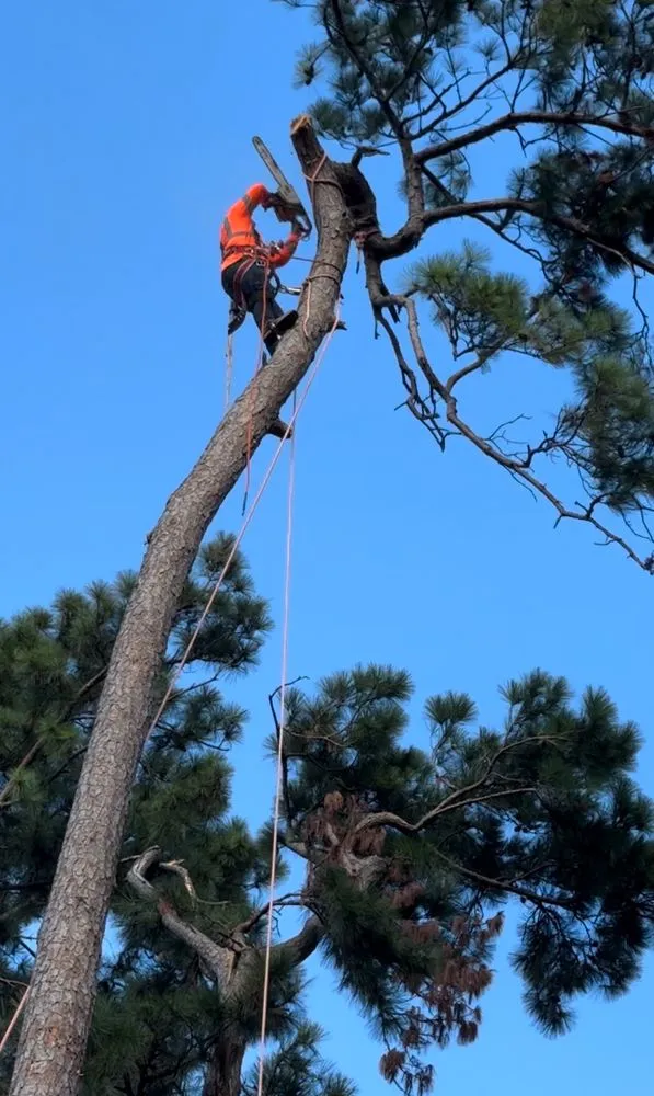Trusted yard cleanup service in Katy, TX by Martinez Professional Trees
