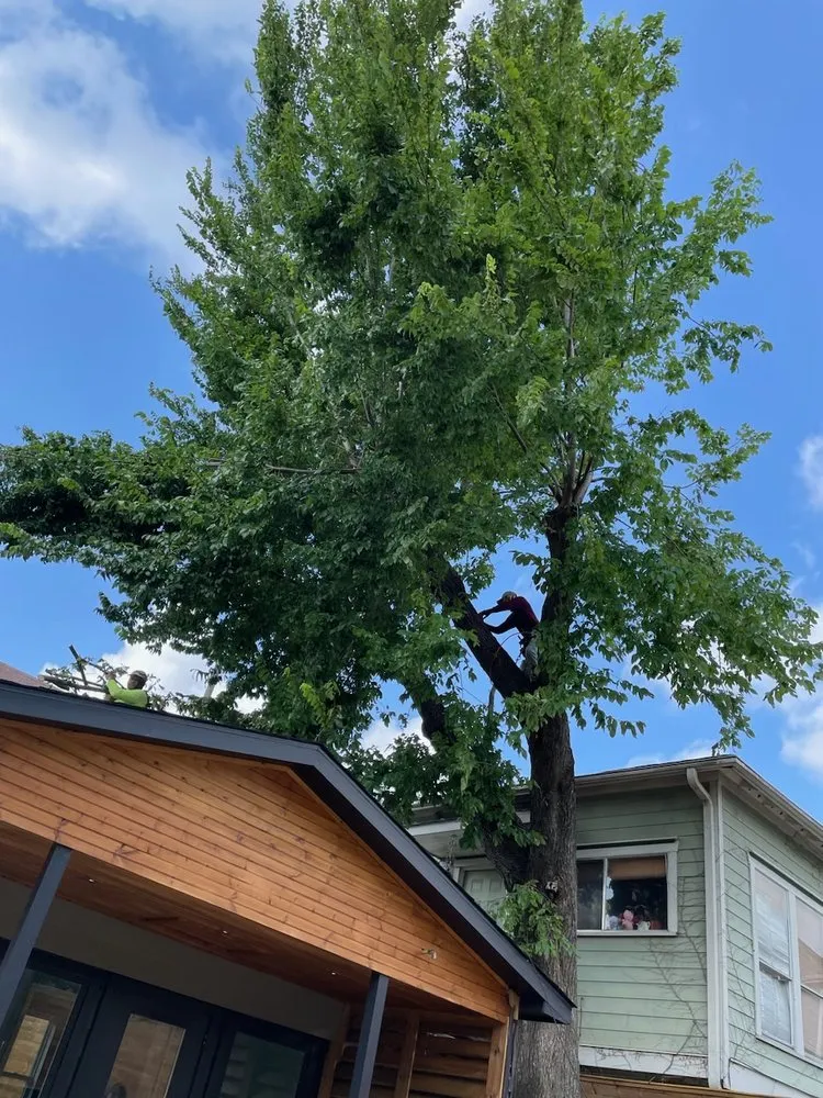 Local yard maintenance in Katy, TX by Martinez Professional Trees