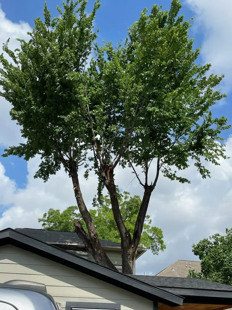 Professional lawn care service near you across Katy, TX - Martinez Professional Trees