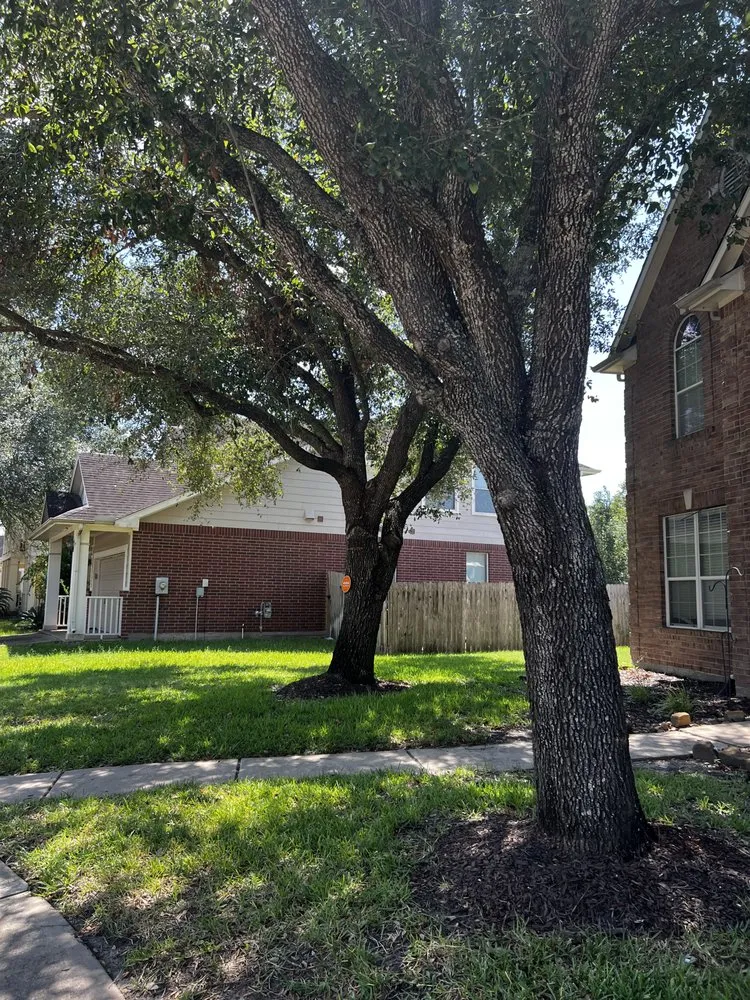 Custom outdoor landscaping experts serving Katy, TX - Martinez Professional Trees