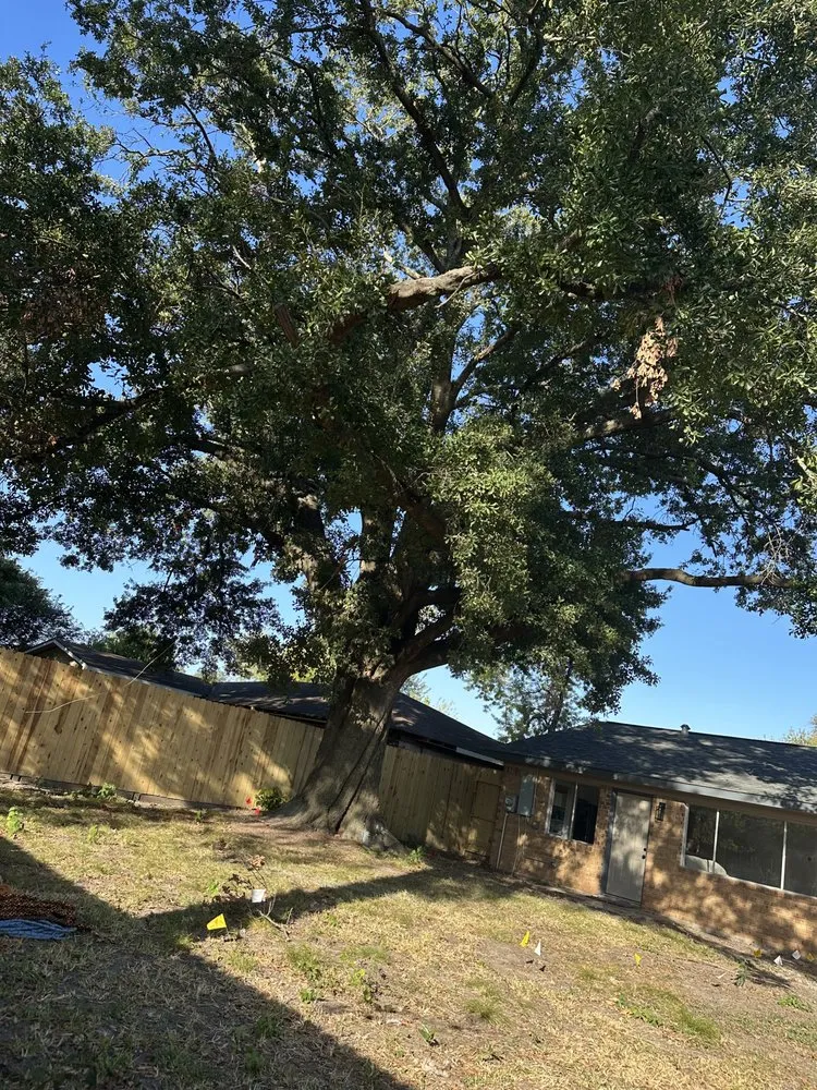 Affordable yard maintenance in Katy, TX - Martinez Professional Trees