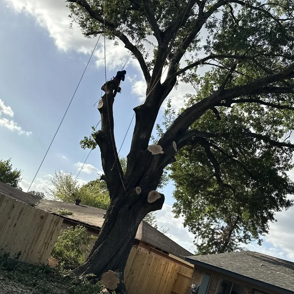 Reliable landscape design for beautiful yards in Katy, TX by Martinez Professional Trees