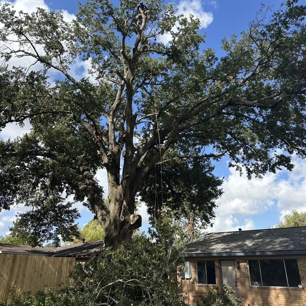 Reliable outdoor landscaping in Katy, TX - Martinez Professional Trees