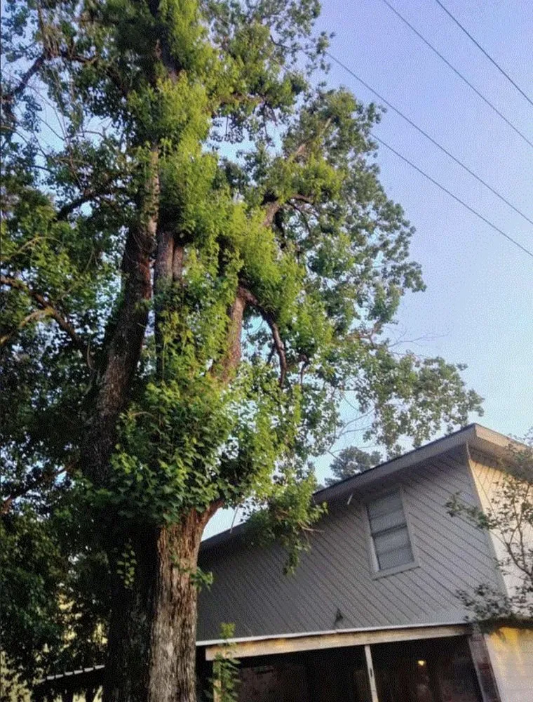 Local landscape design near you in Katy, TX by Martinez Professional Trees