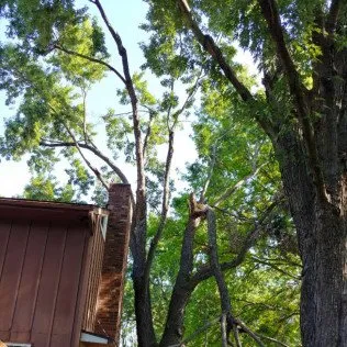 Reliable lawn care service in Kansas City, MO - Martinez Tree & Lawn Service