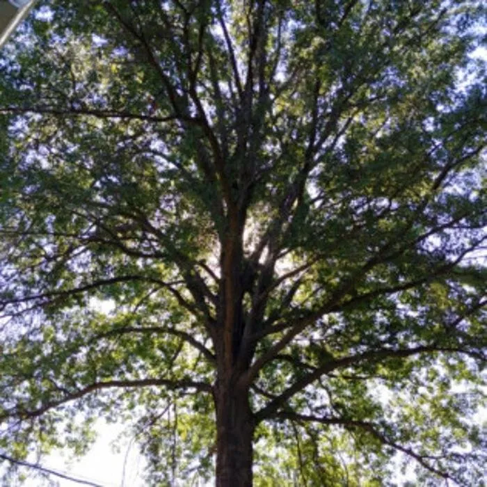 Local lawn care service for year-round maintenance in Kansas City, MO by Martinez Tree & Lawn Service